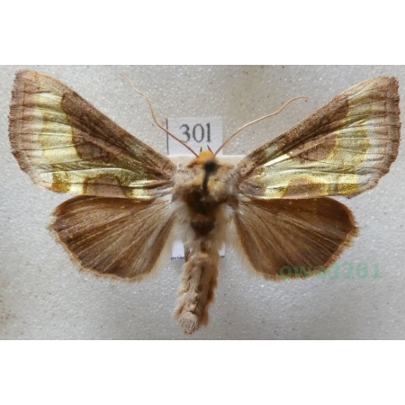 Diachrysia stenochrysis (Warren, 1913) Błyszczka nibyspiżówka Czech30l